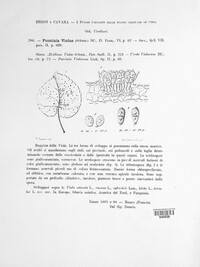 Puccinia violae image